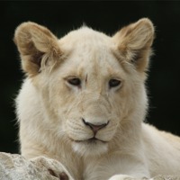 Buy canvas prints of white lion cub by Martyn Bennett