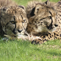 Buy canvas prints of watching cheetahs by Martyn Bennett