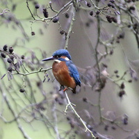 Buy canvas prints of kingfisher looking by Martyn Bennett