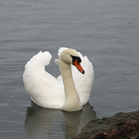Buy canvas prints of swan display by Martyn Bennett