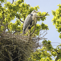 Buy canvas prints of heron on nest by Martyn Bennett