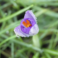 Buy canvas prints of Crocus and dew drops by Martyn Bennett
