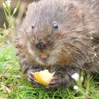 Buy canvas prints of water vole eating by Martyn Bennett