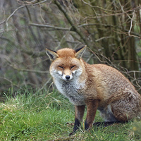 Buy canvas prints of  cute fox by Martyn Bennett