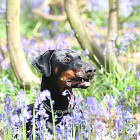 Buy canvas prints of thelma in bluebells by Martyn Bennett