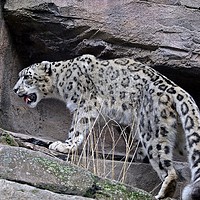 Buy canvas prints of snow leopard on rocks by Martyn Bennett