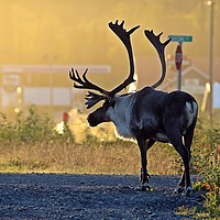 Buy canvas prints of early morning caribou by Martyn Bennett
