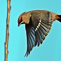 Buy canvas prints of waxwing by Martyn Bennett