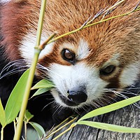 Buy canvas prints of red panda and bamboo by Martyn Bennett