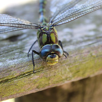 Buy canvas prints of dragonfly happy face by DANIEL STOKES