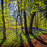 Buy canvas prints of Woolley Wood Spring Shadows by Darren Galpin