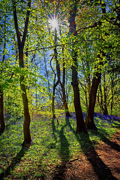Woolley Wood Spring Shadows Picture Board by Darren Galpin