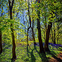Buy canvas prints of Woolley Wood Spring Shadows by Darren Galpin