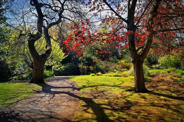 Sheffield Botanical Gardens  Picture Board by Darren Galpin