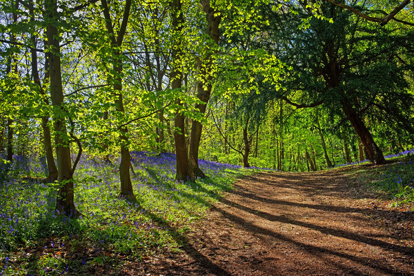 Woolley Wood Spring Shadows Picture Board by Darren Galpin