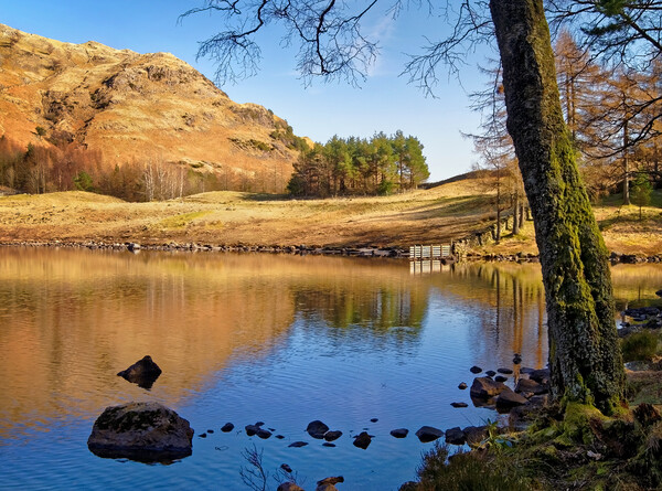 The Banks of Blea Tarn     Picture Board by Darren Galpin