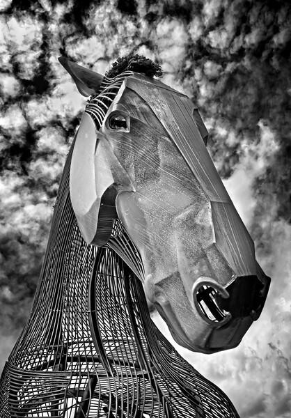 Featherstone War Horse  Picture Board by Darren Galpin