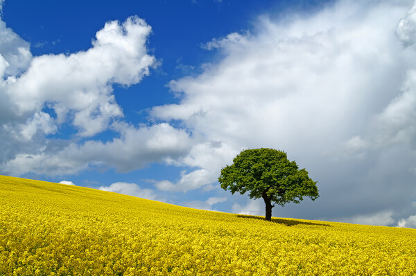 Lone Tree and Rapeseed Field Picture Board by Darren Galpin