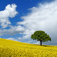Buy canvas prints of Lone Tree and Rapeseed Field by Darren Galpin
