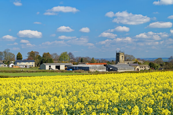 Woolley rapeseed and village Picture Board by Darren Galpin