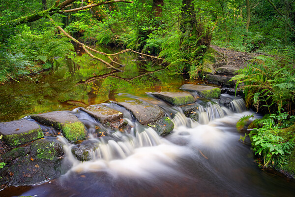 Third Coppice Stepping Stones, Rivelin   Picture Board by Darren Galpin