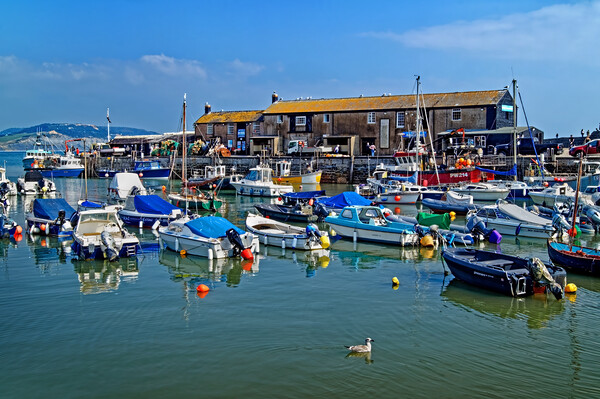 Lyme Regis Harbour  Picture Board by Darren Galpin