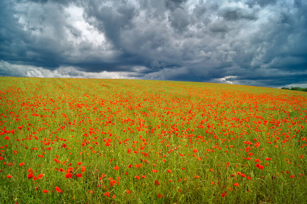Barnsley Poppy Field Picture Board by Darren Galpin