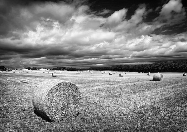  Hay Bales in South Yorkshire       Picture Board by Darren Galpin