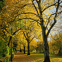 Buy canvas prints of Avenue of Gold by Darren Galpin