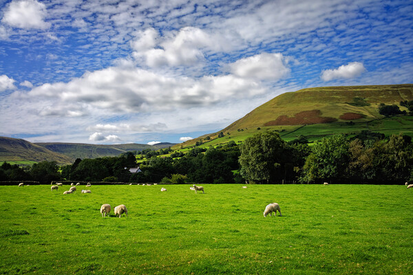 Sheep Grazing near Edale  Picture Board by Darren Galpin