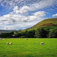 Buy canvas prints of Sheep Grazing near Edale  by Darren Galpin