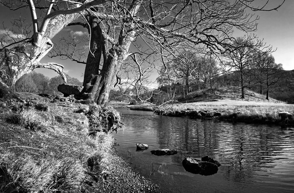 Banks of the River Brathay   Picture Board by Darren Galpin