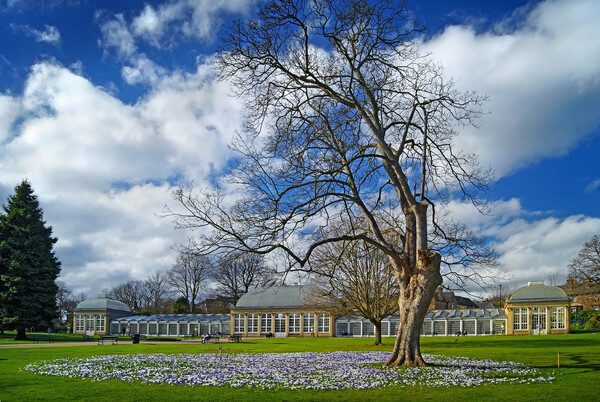 Sheffield Botanical Gardens in Spring   Picture Board by Darren Galpin