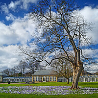 Buy canvas prints of Sheffield Botanical Gardens in Spring   by Darren Galpin