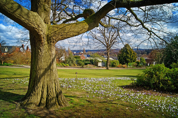 Crocus Tree, Sheffield Botanical Gardens   Picture Board by Darren Galpin