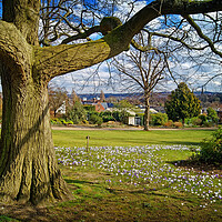 Buy canvas prints of Crocus Tree, Sheffield Botanical Gardens   by Darren Galpin