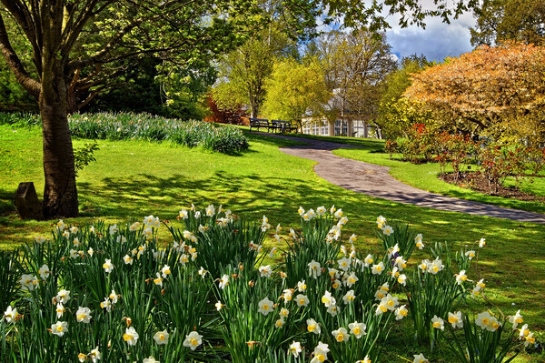 Spring in Sheffield Botanical Gardens Picture Board by Darren Galpin
