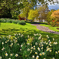 Buy canvas prints of Spring in Sheffield Botanical Gardens by Darren Galpin