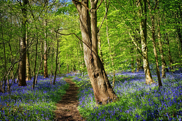 Bluebell Woodland Picture Board by Darren Galpin