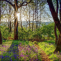 Buy canvas prints of Bluebells  by Darren Galpin