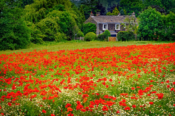 Poppies Sandal West Yorkshire Picture Board by Darren Galpin