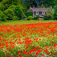 Buy canvas prints of Poppies Sandal West Yorkshire by Darren Galpin