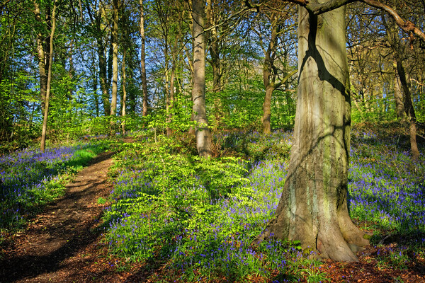 Woolley Wood Bluebells, Sheffield, South Yorkshire Picture Board by Darren Galpin