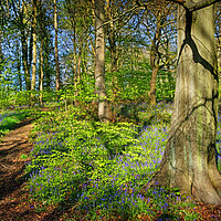 Buy canvas prints of Woolley Wood Bluebells, Sheffield, South Yorkshire by Darren Galpin