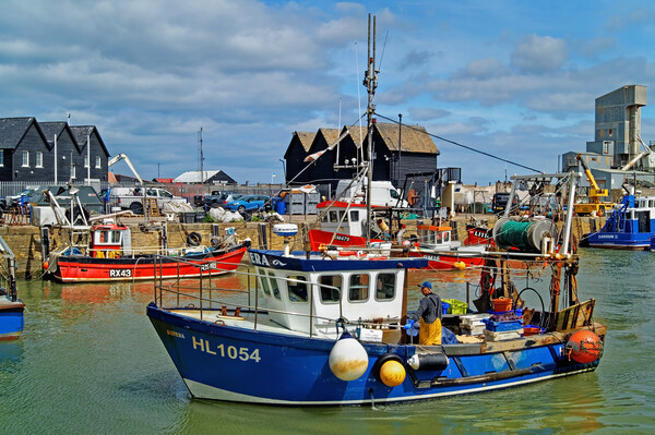 Catch of the Day at Whitstable Harbour Picture Board by Darren Galpin
