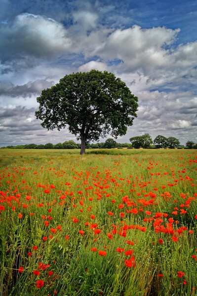 Notton Poppy Field and Tree Picture Board by Darren Galpin
