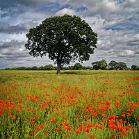 Buy canvas prints of Notton Poppy Field and Tree by Darren Galpin