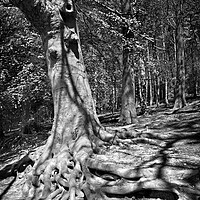 Buy canvas prints of Roots by Darren Galpin