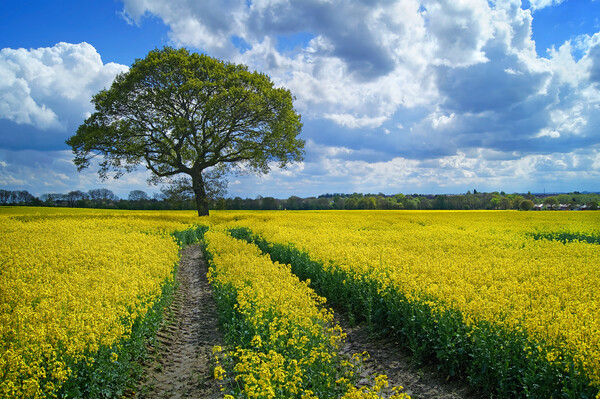 Notton Rapeseed Field and Lone Tree Picture Board by Darren Galpin