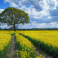 Buy canvas prints of Notton Rapeseed Field and Lone Tree by Darren Galpin